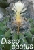 Buining, A.F.H. - The Genus Discocactus Pfeiffer